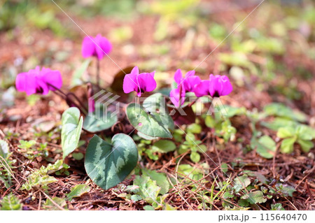 シクラメンの花　コウム 115640470