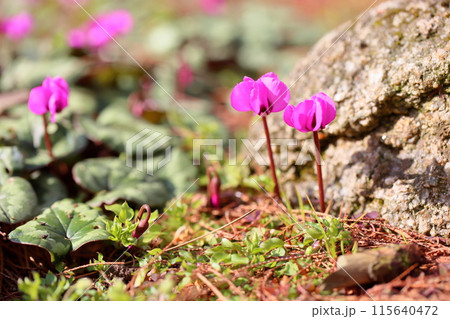 シクラメンの花　コウム 115640472