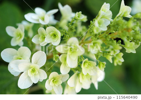 白い紫陽花 115640490