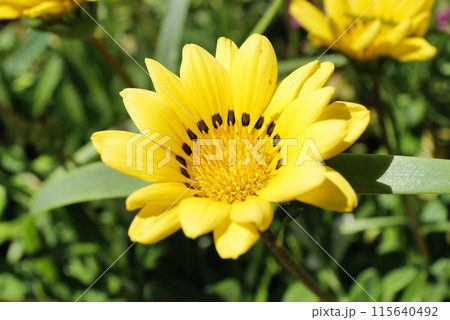 黄色いガザニアの花 115640492