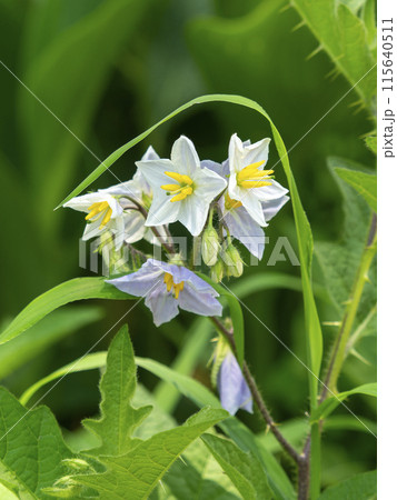 植物園に咲いたワルナスビ 植物園に咲いたワルナスビ 115640511