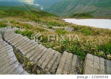 八方尾根に登る登山道から白馬村を見下ろす 115640548