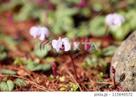 シクラメンの花　コウム 115640572