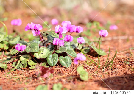 シクラメンの花　コウム 115640574