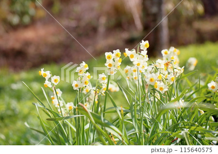 スイセンの花　日本水仙 115640575