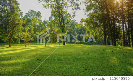 Green grass and woods on a golf field. 115640590