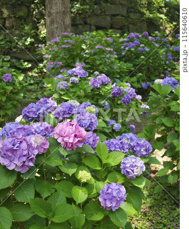 和歌山城鶴の渓のあじさい園 和歌山城鶴の渓のあじさい園 115640610