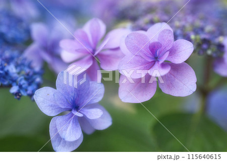 和歌山城鶴の渓のあじさい園 和歌山城鶴の渓のあじさい園 115640615