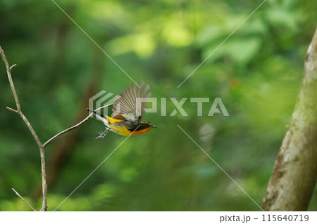 木から飛び出すキビタキ 木から飛び出すキビタキ 115640719