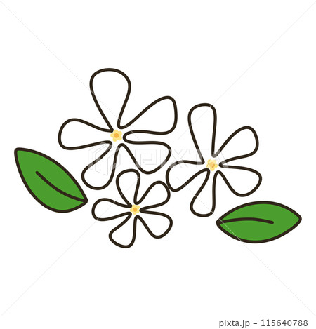 テイカカズラ テイカカズラ 115640788