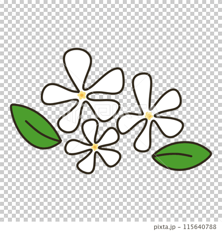 テイカカズラ テイカカズラ 115640788