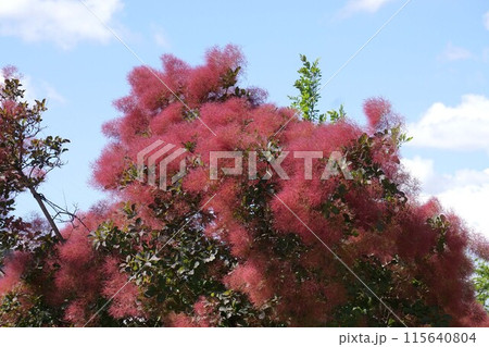 スモークツリーの花・2023年5月 115640804