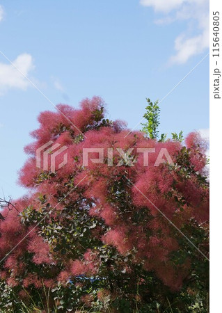 スモークツリーの花・2023年5月 115640805