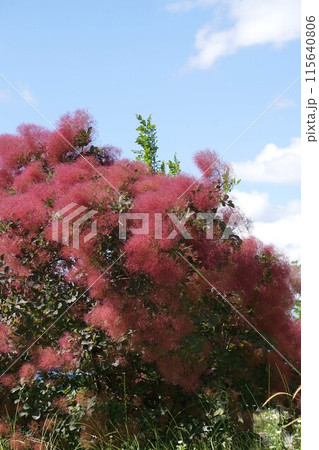 スモークツリーの花・2023年5月 115640806