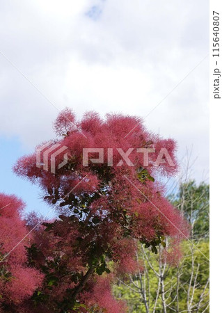スモークツリーの花・2023年5月 115640807