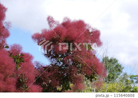 スモークツリーの花・2023年5月 スモークツリーの花・2023年5月 115640808