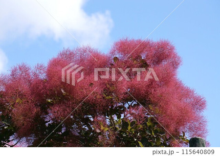 スモークツリーの花・2023年5月 スモークツリーの花・2023年5月 115640809