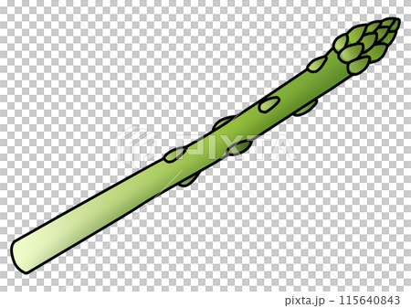 Asparagus illustration (with main line) Asparagus illustration (with main line) 115640843