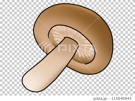 Shiitake mushroom illustration (with main lines) 115640845