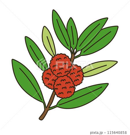 ヤマモモ ヤマモモ 115640858