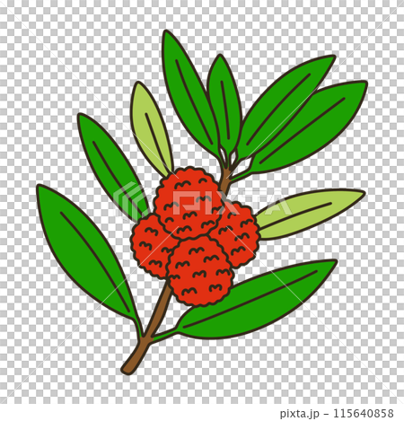 ヤマモモ ヤマモモ 115640858