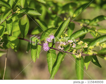 コムラサキの小さな花 115640930