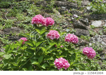 和歌山城鶴の渓のあじさい園 和歌山城鶴の渓のあじさい園 115641004