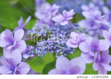 和歌山城鶴の渓のあじさい園 115641008