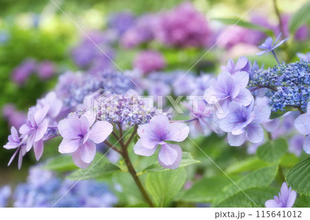 和歌山城鶴の渓のあじさい園 和歌山城鶴の渓のあじさい園 115641012