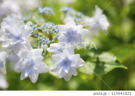 和歌山城鶴の渓のあじさい園 和歌山城鶴の渓のあじさい園 115641022
