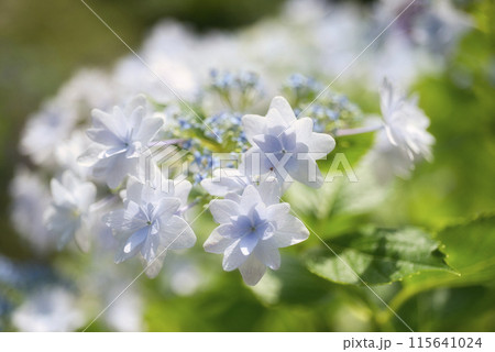 和歌山城鶴の渓のあじさい園 115641024