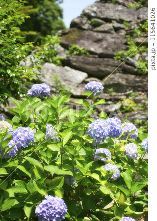 和歌山城鶴の渓のあじさい園 和歌山城鶴の渓のあじさい園 115641026