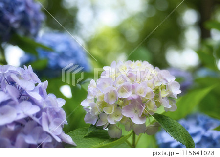 和歌山城鶴の渓のあじさい園 115641028