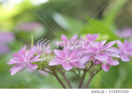 和歌山城鶴の渓のあじさい園 和歌山城鶴の渓のあじさい園 115641030