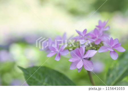 和歌山城鶴の渓のあじさい園 115641033