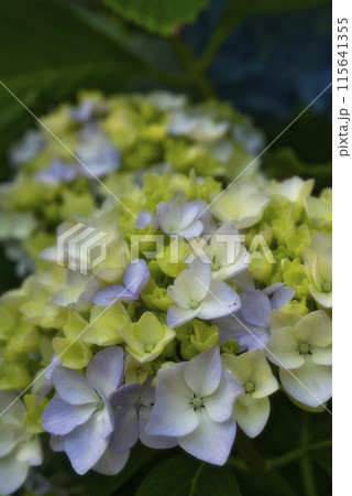 恋し野の里あじさい園の紫陽花 恋し野の里あじさい園の紫陽花 115641355