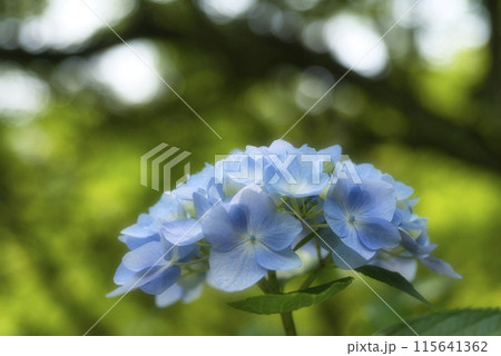 恋し野の里あじさい園の紫陽花 115641362