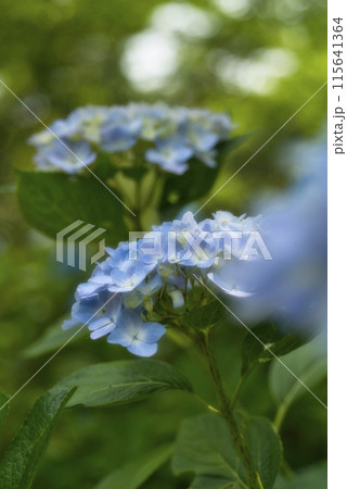 恋し野の里あじさい園の紫陽花 115641364