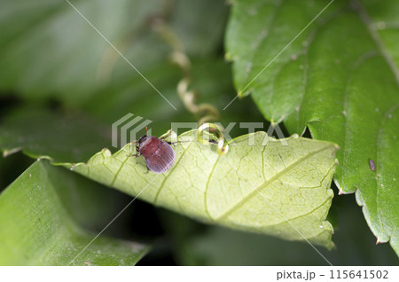 アカビロウドコガネ アカビロウドコガネ 115641502