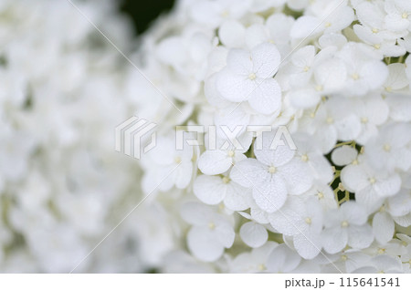 白い紫陽花 115641541