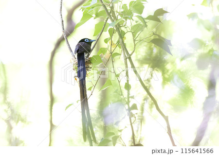 サンコウチョウ 115641566