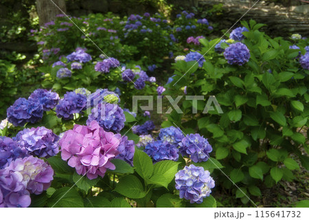和歌山城鶴の渓のあじさい園 和歌山城鶴の渓のあじさい園 115641732