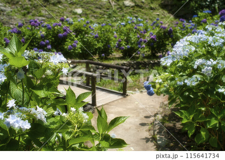 和歌山城鶴の渓のあじさい園 115641734