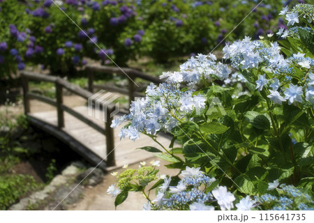 和歌山城鶴の渓のあじさい園 和歌山城鶴の渓のあじさい園 115641735
