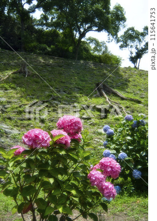 和歌山城鶴の渓のあじさい園 和歌山城鶴の渓のあじさい園 115641753