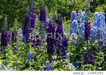 デルフィニウムの花 デルフィニウムの花 115641761