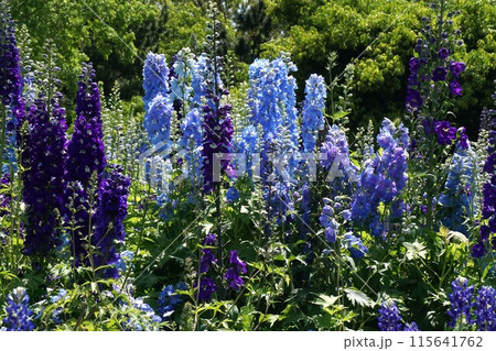 デルフィニウムの花 デルフィニウムの花 115641762