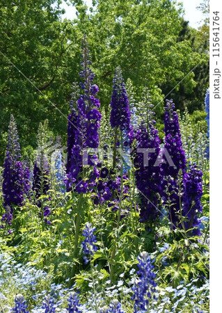 デルフィニウムの花 115641764