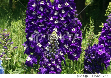 デルフィニウムの花 115641767
