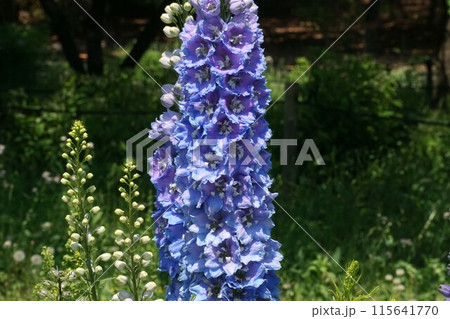 デルフィニウムの花 115641770